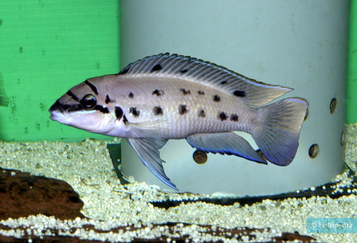 Chalinochromis sp. Ndobhoi Karilani