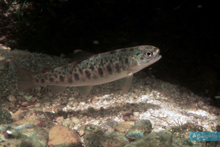 Salmo trutta