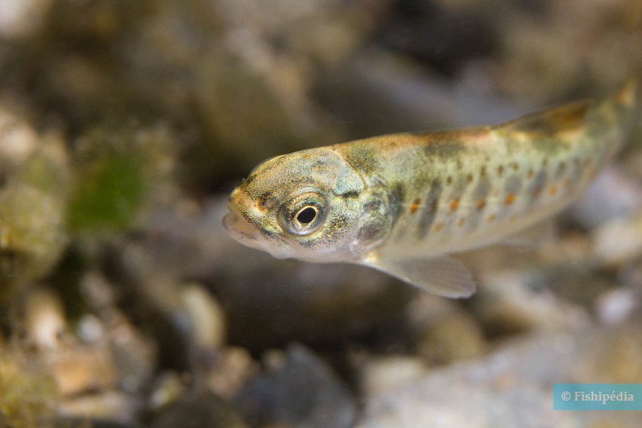 Salmo trutta