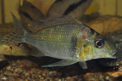 Tylochromis cf. lateralis "Djoue" Cichlidae