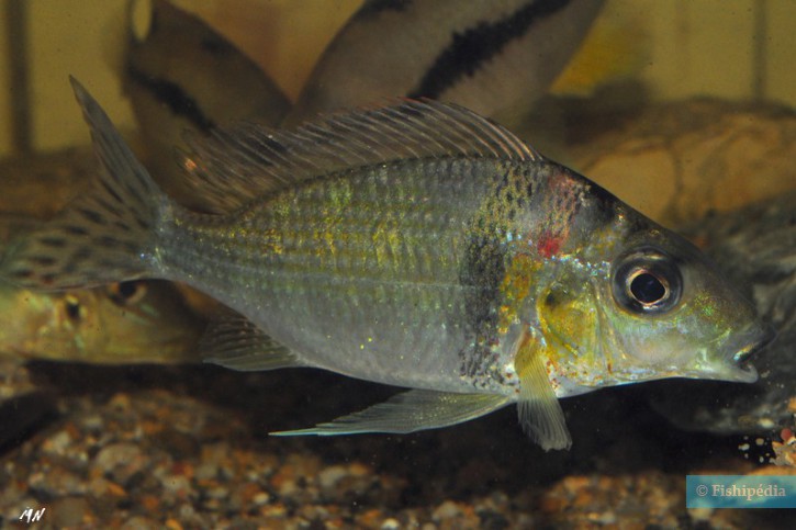 Tylochromis cf. lateralis "Djoue"