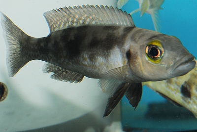 Lepidiolamprologus attenuatus Cichlidae