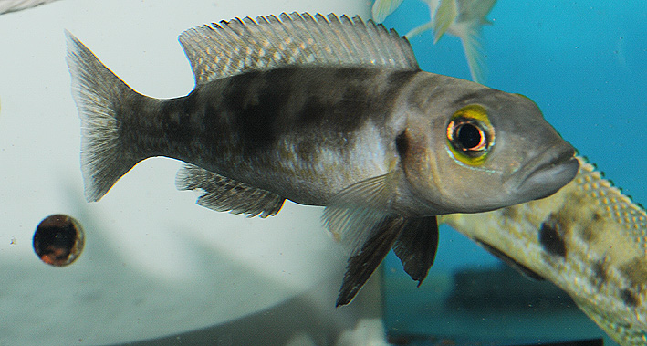 Lepidiolamprologus attenuatus