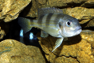 Limnochromis auritus Cichlidae