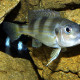 picture of Limnochromis auritus