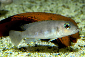 Neolamprologus boulengeri