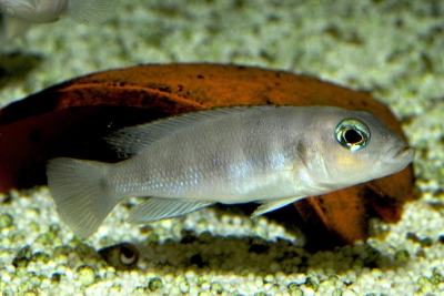 Neolamprologus boulengeri Cichlidae