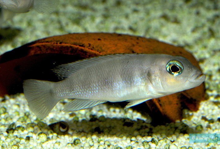 Neolamprologus boulengeri