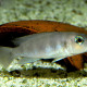 picture of Neolamprologus boulengeri