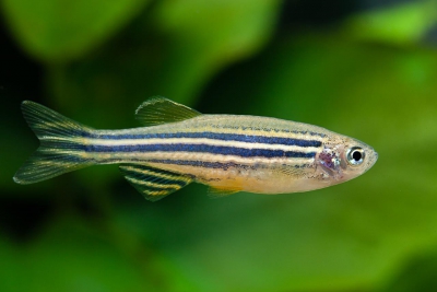 poisson zèbre Danionidae