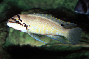 Chalinochromis brichardi