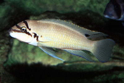 Chalinochromis brichardi Cichlidae