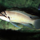 picture of Chalinochromis brichardi