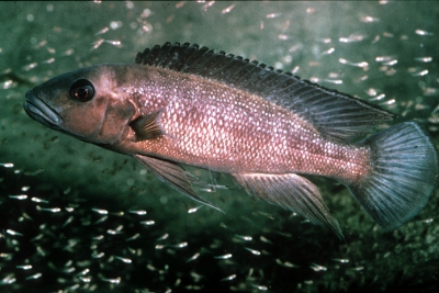 Lepidiolamprologus cunningtoni Cichlidae