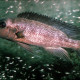 picture of Lepidiolamprologus cunningtoni