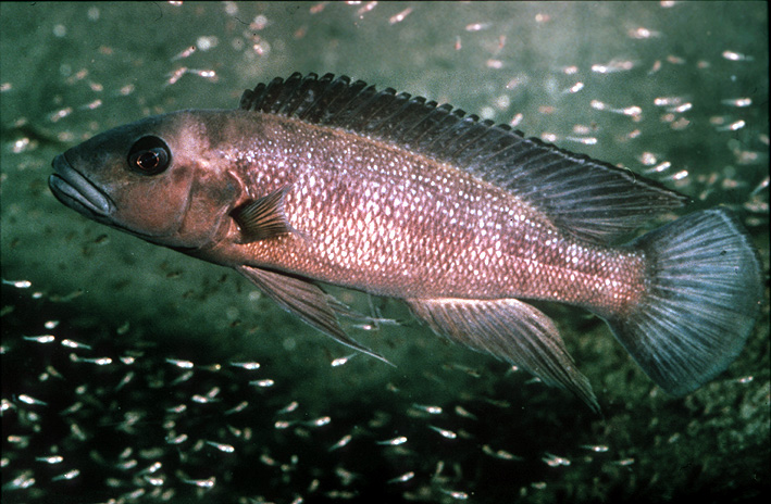 Lepidiolamprologus cunningtoni