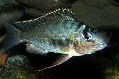 Limnotilapia dardennii Cichlidae