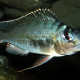 picture of Limnotilapia dardennii