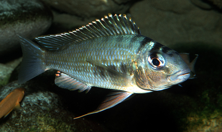 Limnotilapia dardennii