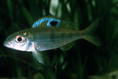 Ectodus descampsii Cichlidae