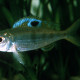 picture of Ectodus descampsii