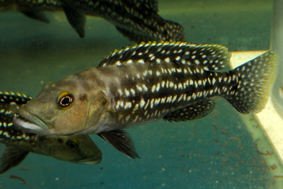 Lepidiolamprologus elongatus