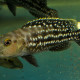 picture of Lepidiolamprologus elongatus