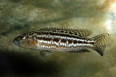 Lepidiolamprologus kendalli Cichlidae