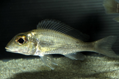 Callochromis macrops "Mtosi" Cichlidae