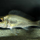 picture of Callochromis macrops "Mtosi"