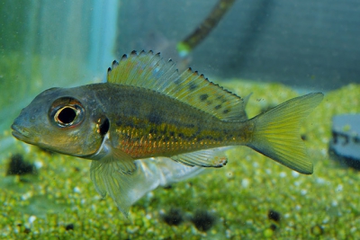 Callochromis melanostigma Cichlidae