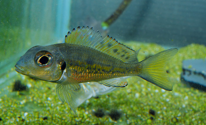 Callochromis melanostigma