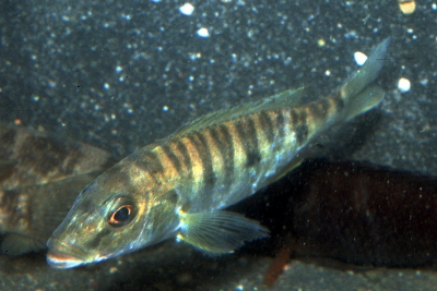 Boulengerochromis microlepis Cichlidae