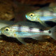picture of Haplotaxodon microlepis