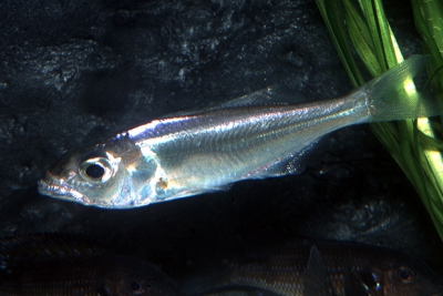 Bathybates minor Cichlidae