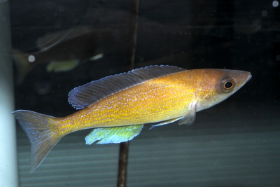 Cyprichromis pavo Cichlidae