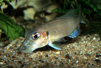 Gnathochromis permaxillaris