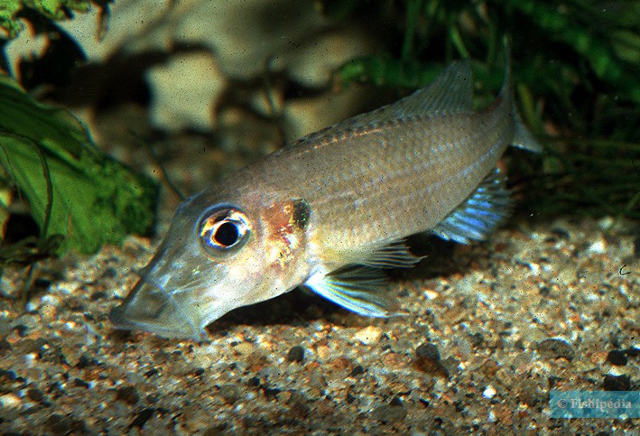 Gnathochromis permaxillaris