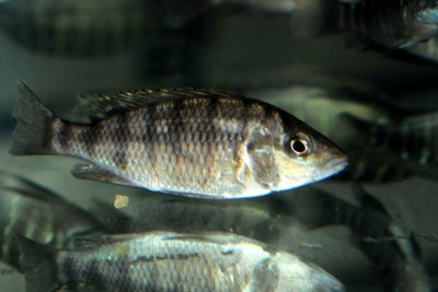 Gnathochromis pfefferi Cichlidae