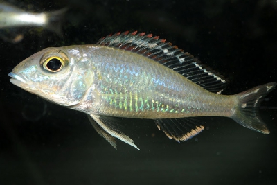 Callochromis pleurospilus Cichlidae