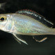 picture of Callochromis pleurospilus