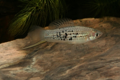 Xiphophorus nezahualcoyotl