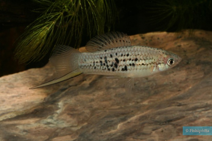 Xiphophorus nezahualcoyotl