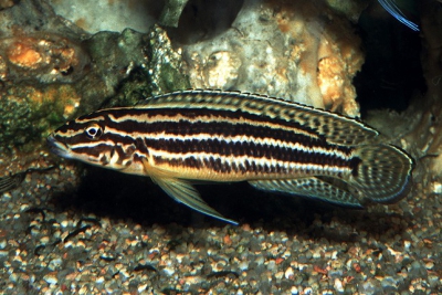 Julidochromis regani Cichlidae