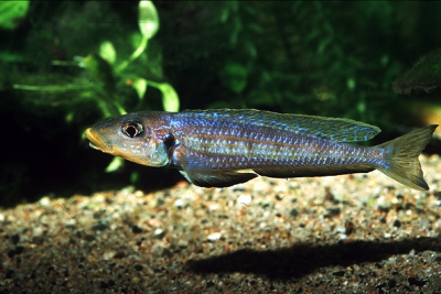 Kilesa Cichlidae
