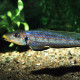 picture of Xenotilapia sp. Kilesa