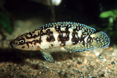 Julidochromis sp. Gombi Cichlidae