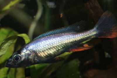 Haplochromis thereuterion Cichlidae