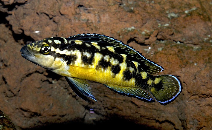 Julidochromis transcriptus