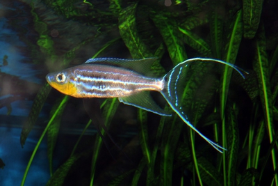 Benthochromis tricoti Cichlidae